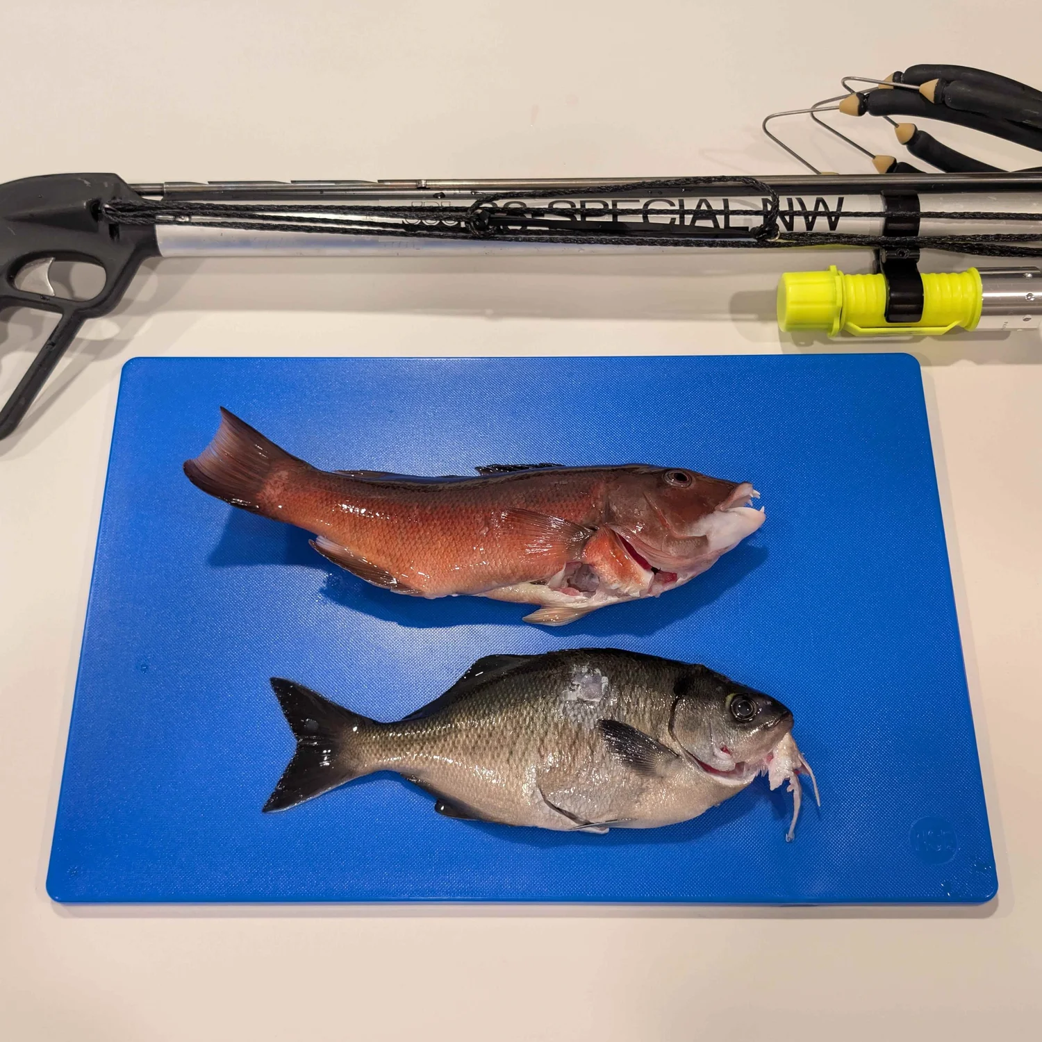 Spearfisher